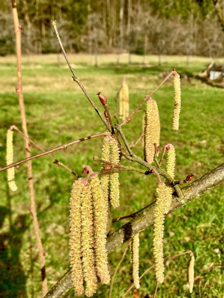 Haselblüte