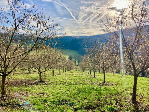 Haselnussanlage im Februar zur Blüte