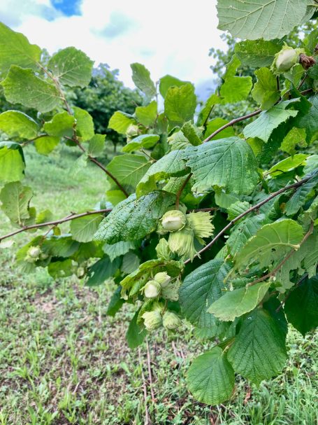 Haselnüsse am Strauch