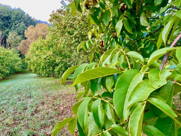 Nussanlage mit Walnussbaum im Vordergrund