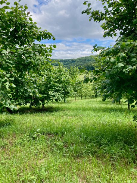 Haselnussanlage im Sommer